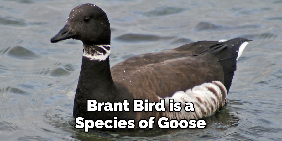 Brant Bird is a Species of Goose