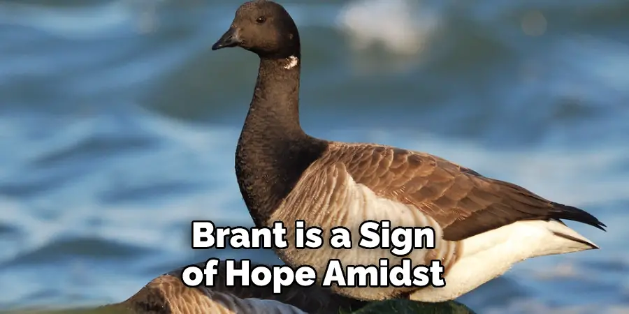 Brant is a Sign of Hope Amidst