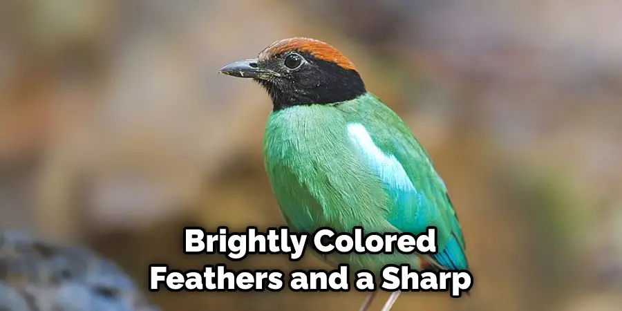 Brightly Colored Feathers and a Sharp