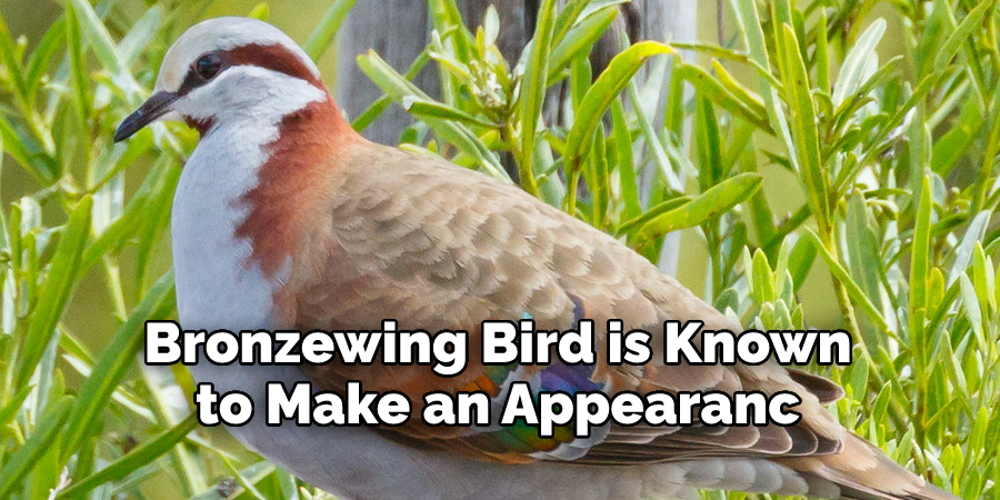 Bronzewing Bird is 
Known to Make an Appearanc