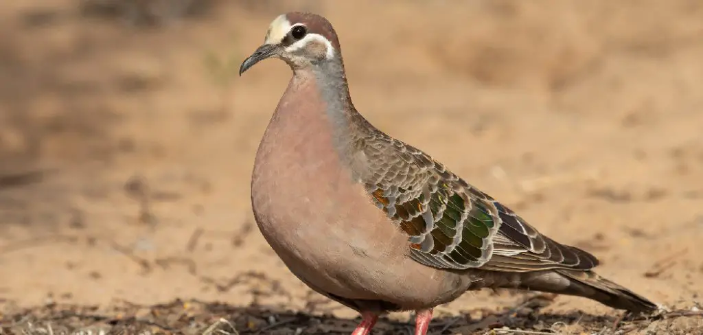 Bronzewing Spiritual Meaning