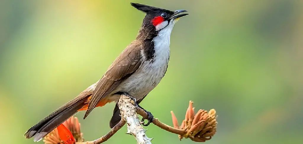 Bulbul Spiritual Meaning, Symbolism and Totem