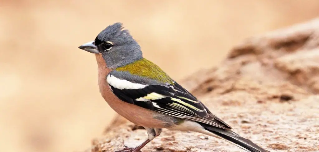 Chaffinch Spiritual Meaning, Symbolism and Totem