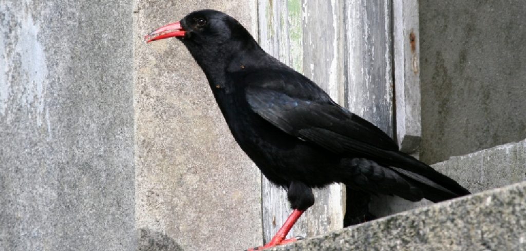 Chough Spiritual Meaning, Symbolism and Totem