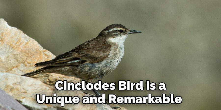 Cinclodes Bird is a 
Unique and Remarkable 