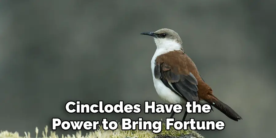 Cinclodes Have the 
Power to Bring Fortune 