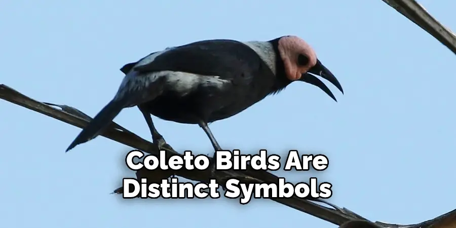 Coleto Birds Are 
Distinct Symbols