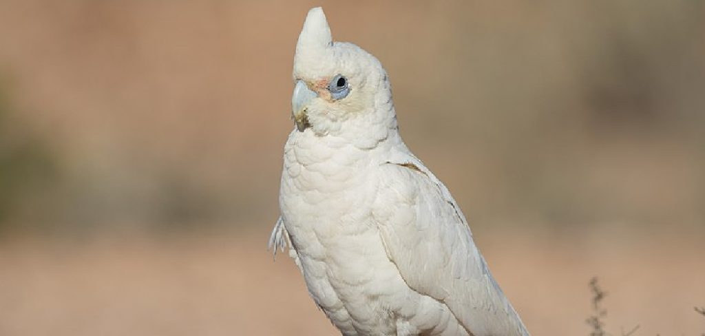 Corella Spiritual Meaning