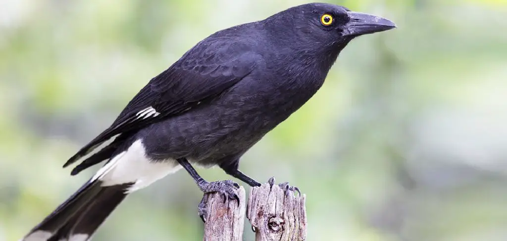 Currawong Spiritual Meaning