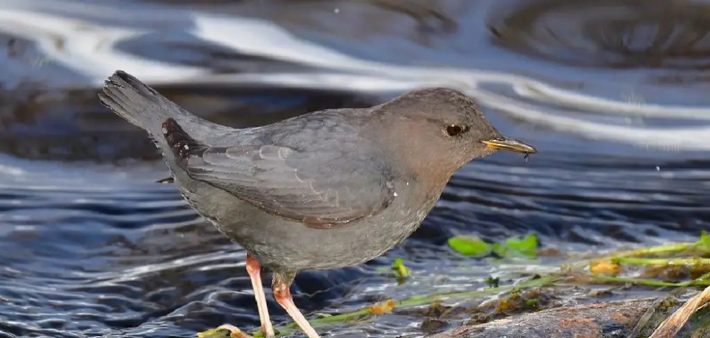 Dipper Spiritual Meaning