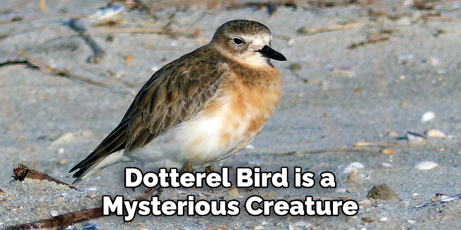 Dotterel Bird is a 
Mysterious Creature