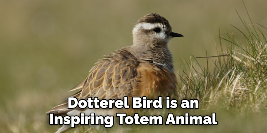 Dotterel Bird is an 
Inspiring Totem Animal