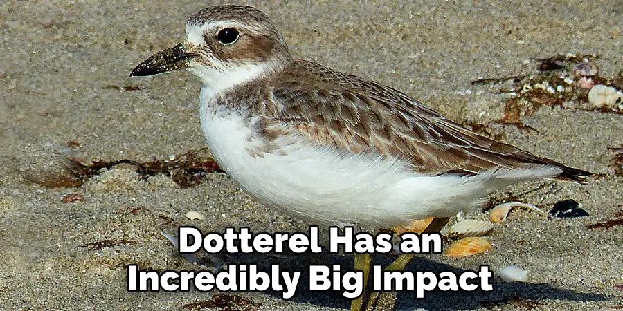 Dotterel Has an 
Incredibly Big Impact