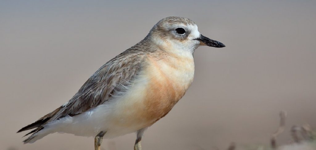 Dotterel Spiritual Meaning