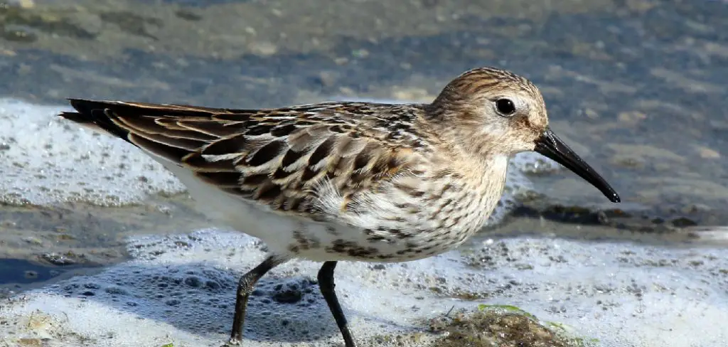 Dunlin Spiritual Meaning