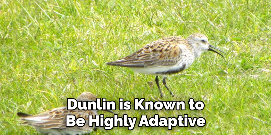 Dunlin is Known to 
Be Highly Adaptive 