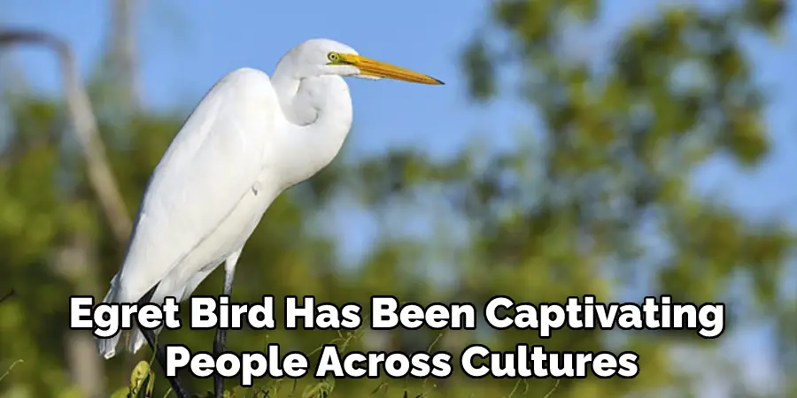 Egret Bird Has Been Captivating People Across Cultures