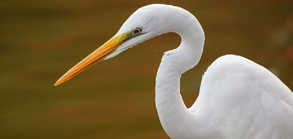 Egret Spiritual Meaning, Symbolism and Totem