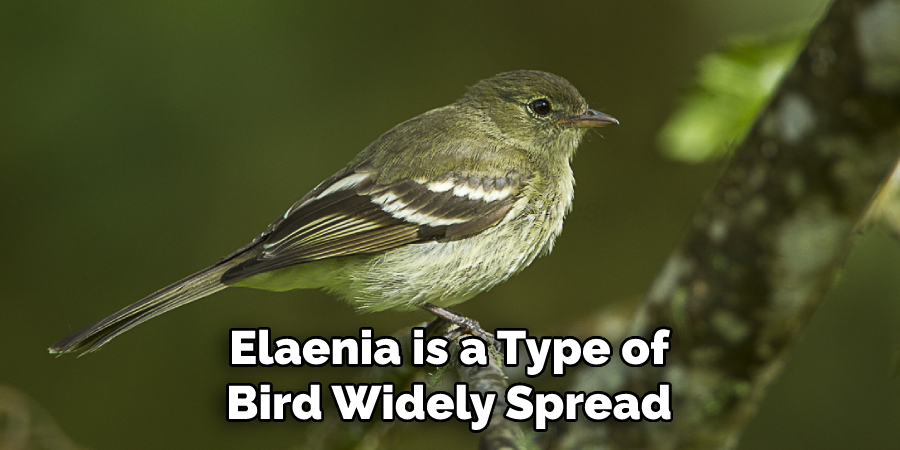 Elaenia is a Type of Bird Widely Spread