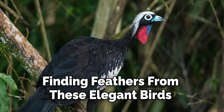 Finding Feathers From These Elegant Birds