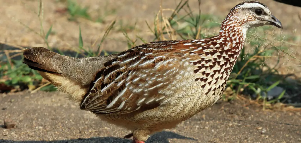 Francolin Spiritual Meaning, Symbolism and Totem
