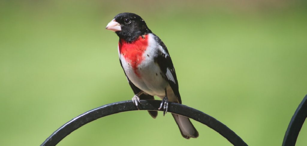 Grosbeak Spiritual Meaning, Symbolism and Totem