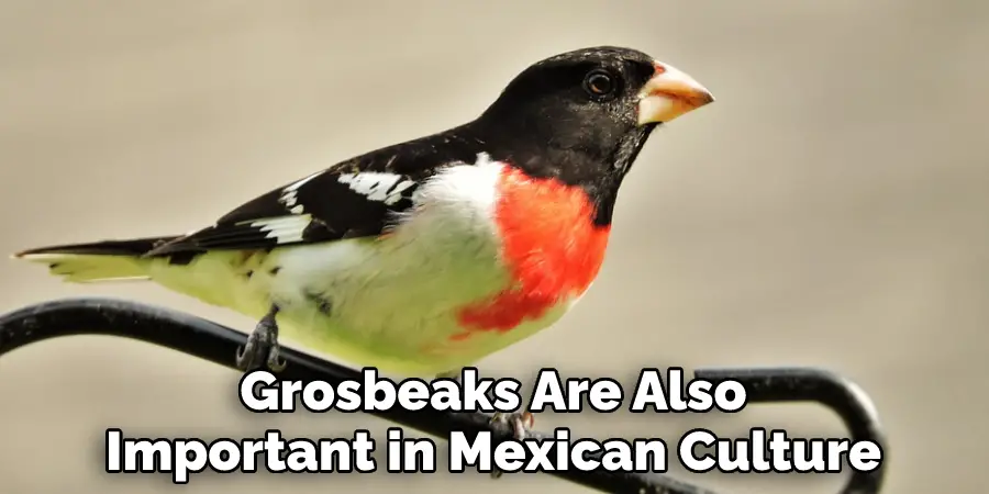 Grosbeaks Are Also
Important in Mexican Culture