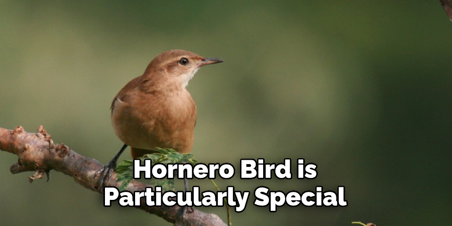 Hornero Bird is 
Particularly Special