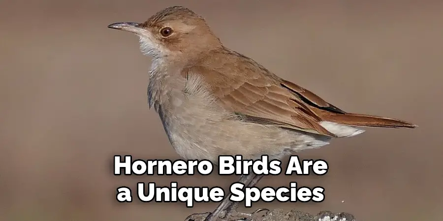 Hornero Birds Are a Unique Species