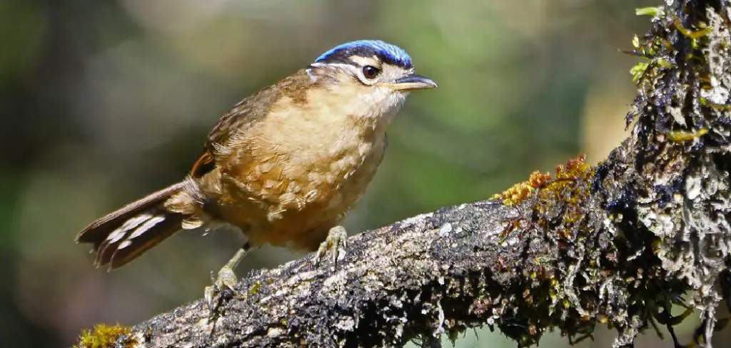 Ifrit Bird Spiritual Meaning, Symbolism and Totem