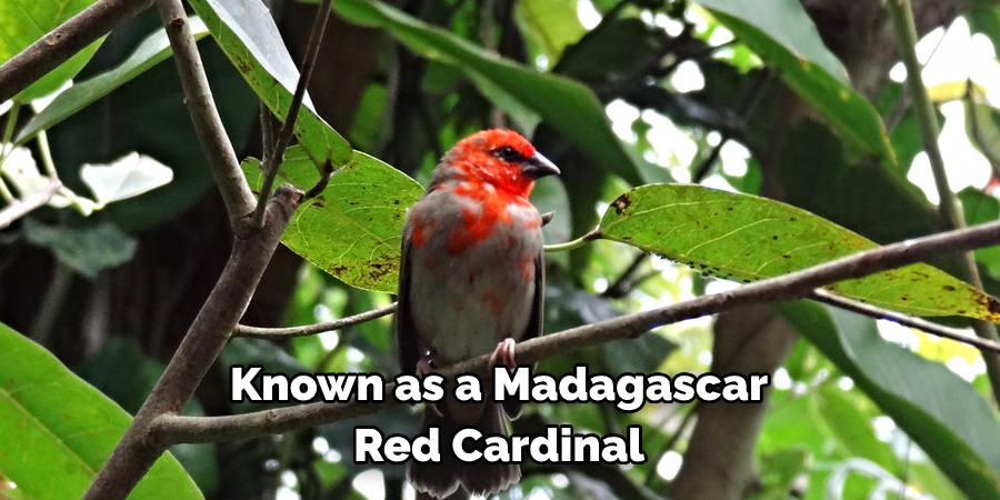 Known as a Madagascar Red Cardinal