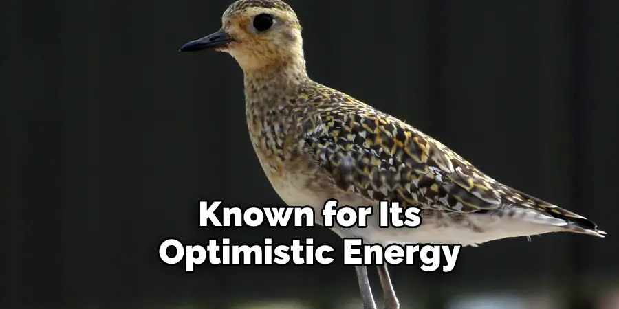 Known for Its Optimistic Energy