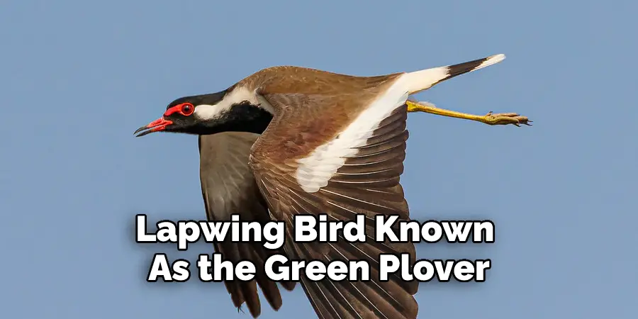 Lapwing Bird Known 
As the Green Plover 