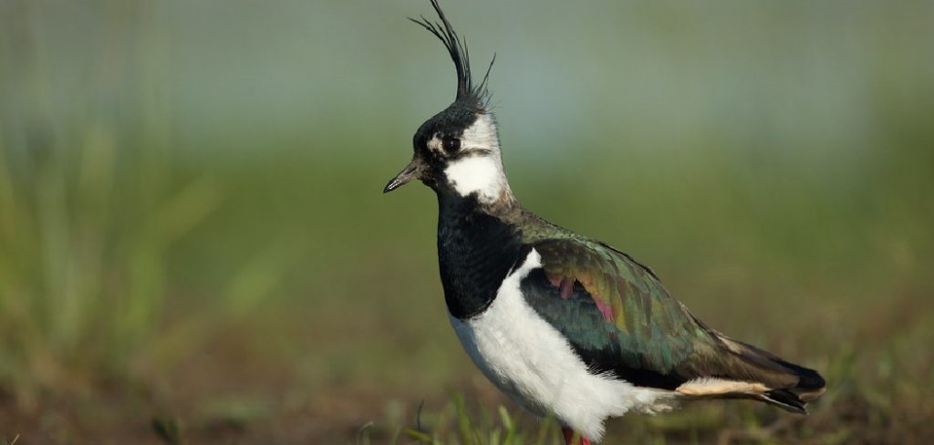 Lapwing Spiritual Meaning, Symbolism and Totem