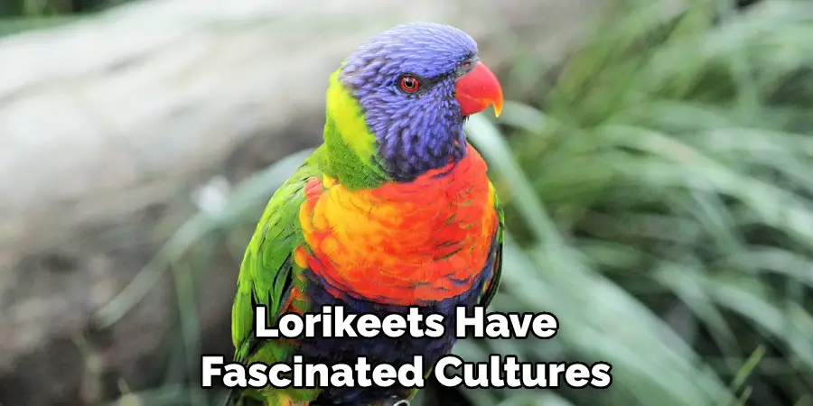 Lorikeets Have Fascinated Cultures