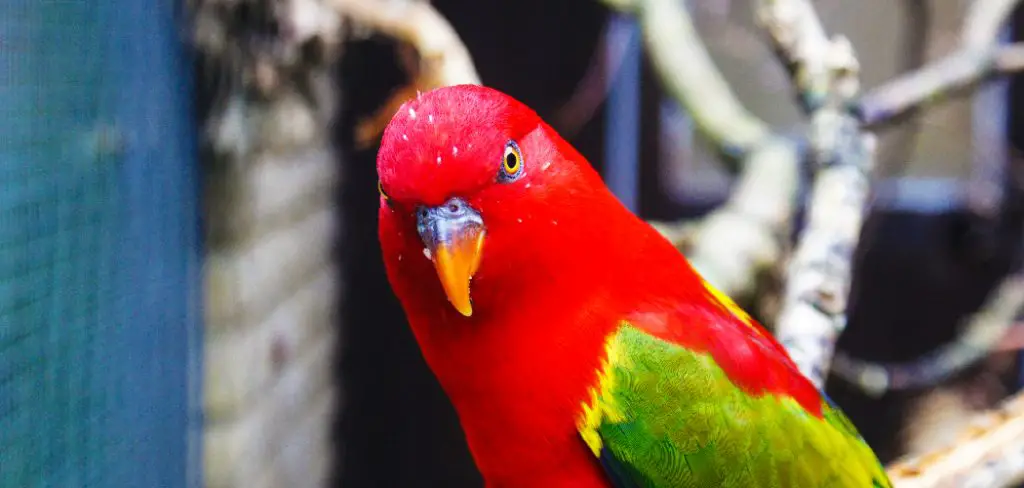 Lory Spiritual Meaning, Symbolism and Totem