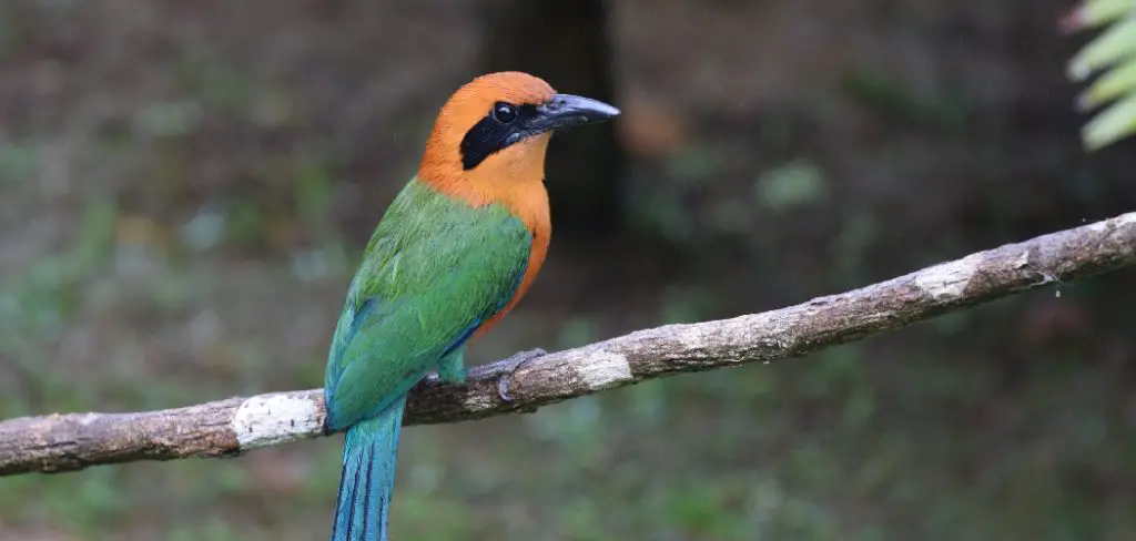 Motmot Spiritual Meaning, Symbolism and Totem