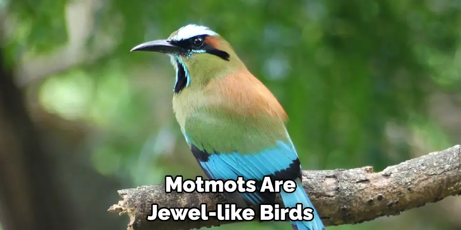 Motmots Are
Jewel-like Birds