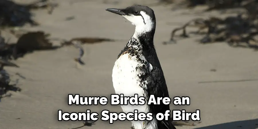 Murre Birds Are an Iconic Species of Bird