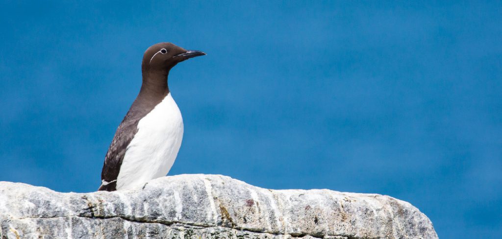 Murre Spiritual Meaning, Symbolism and Totem