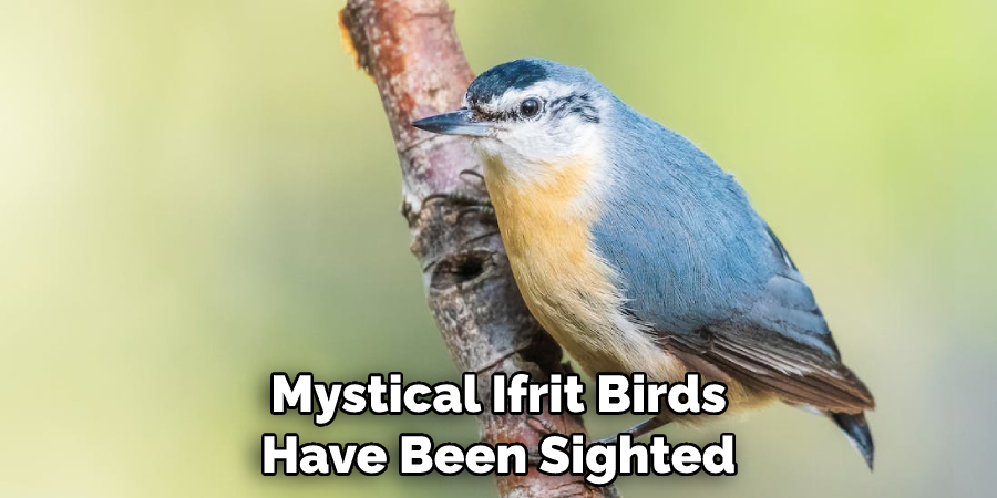 Mystical Ifrit Birds Have Been Sighted