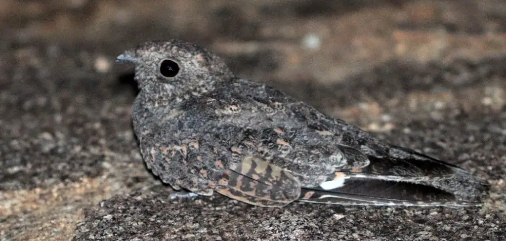 Nightjar Spiritual Meaning, Symbolism and Totem