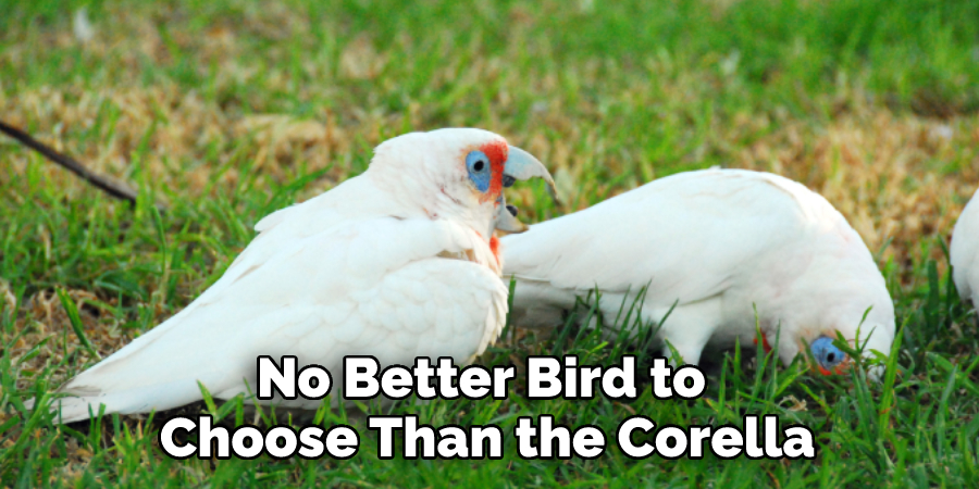 No Better Bird to 
Choose Than the Corella