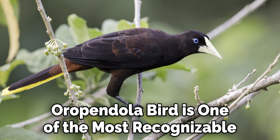 Oropendola Bird is One of the Most Recognizable