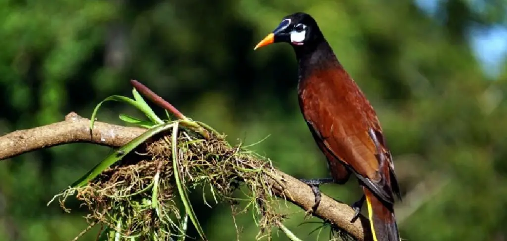 Oropendola Spiritual Meaning, Symbolism and Totem