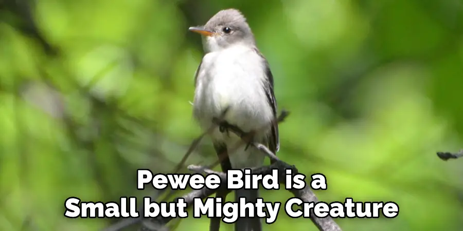  Pewee Bird is a 
Small but Mighty Creature