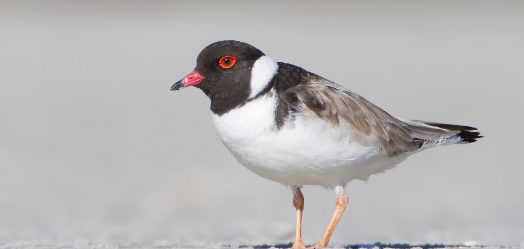 Plover Spiritual Meaning