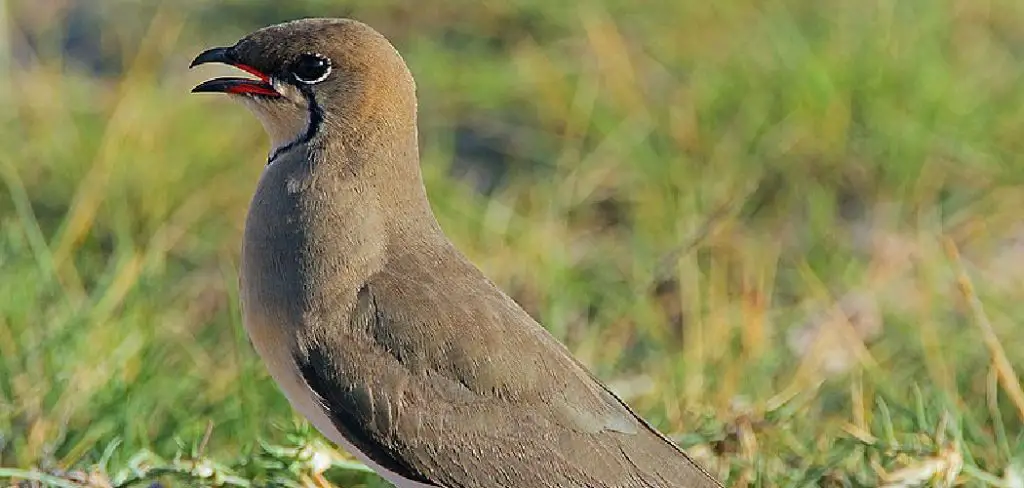 Pratincole Spiritual Meaning