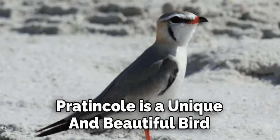 Pratincole is a Unique And Beautiful Bird