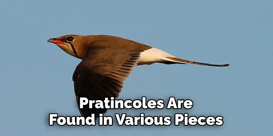 Pratincoles Are 
Found in Various Pieces